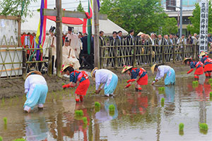 Rice Transplanting Festival